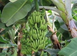 国产香蕉伊人,引领健康生活新潮流